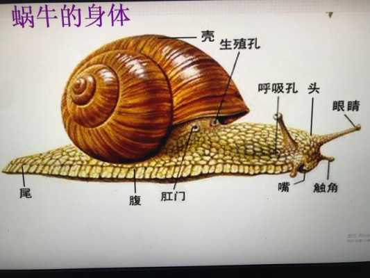 蜗牛的形成过程（蜗牛的产生）-图3