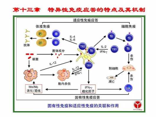 特异性免疫过程（特异性免疫过程概念图）-图1