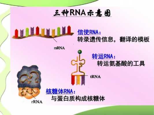 生物书tRNA转运过程（生物转运包括哪些过程）-图1