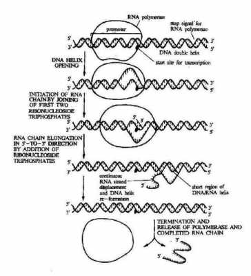 生物书tRNA转运过程（生物转运包括哪些过程）-图3