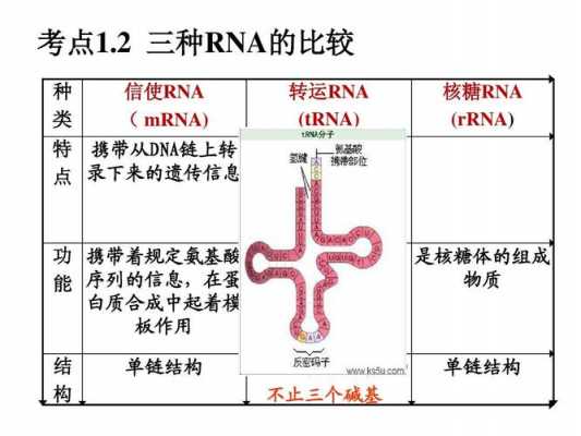生物书tRNA转运过程（生物转运包括哪些过程）-图2