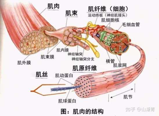 肌肉形成的过程（肌肉形成的过程有哪些）-图1