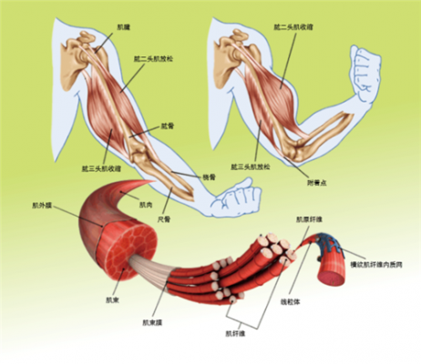肌肉形成的过程（肌肉形成的过程有哪些）-图3