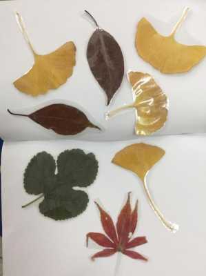 树叶做成标本的过程（树叶做成标本的过程怎么写）-图1