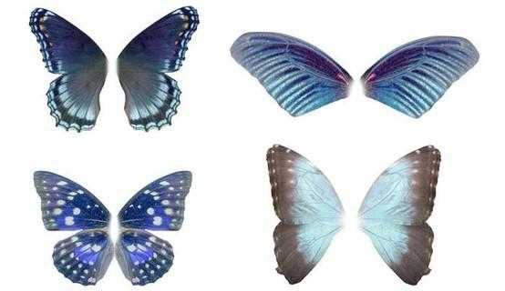 蝴蝶翅膀变硬过程（蝴蝶翅膀软了是为啥）-图2