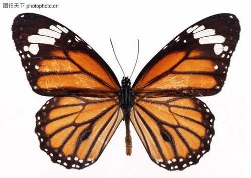 蝴蝶翅膀变硬过程（蝴蝶翅膀软了是为啥）-图3