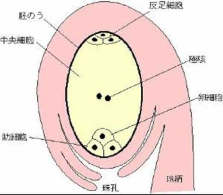 胚囊的形成过程图（胚囊由什么组成）-图1