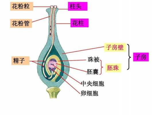 胚囊的形成过程图（胚囊由什么组成）-图3