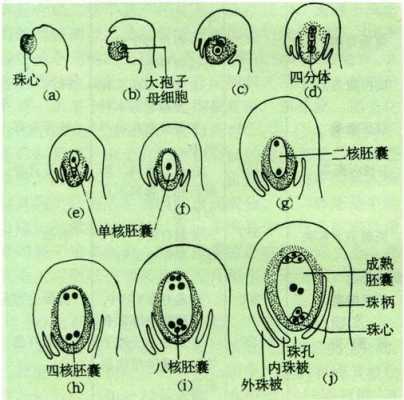 胚囊的形成过程图（胚囊由什么组成）-图2