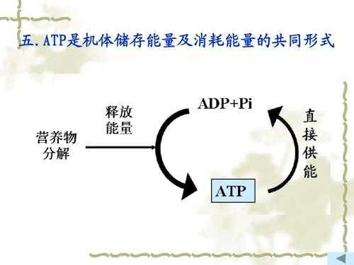 需要消耗atp的过程（消耗atp的活动）-图1