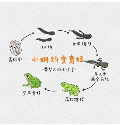 蝌蚪变青蛙的5个过程的简单介绍-图1