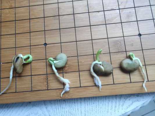 蚕豆成长过程图解（蚕豆的成长）-图1