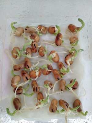 蚕豆成长过程图解（蚕豆的成长）-图3