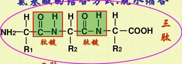肽键形成过程图（肽键的形成场所）-图3