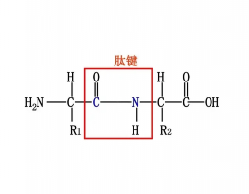 肽键形成过程图（肽键的形成场所）-图2