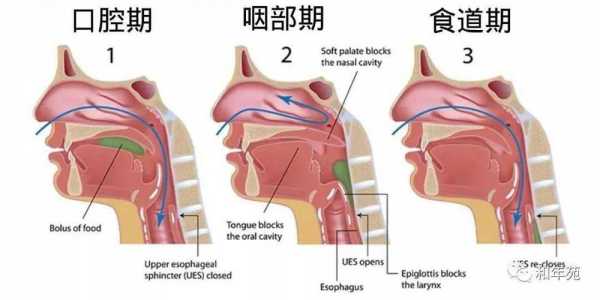 正常吞咽的过程（正常吞咽过程分哪几期）-图2