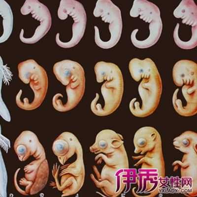 胎儿成长的过程视频（科普胎儿成长过程）-图1