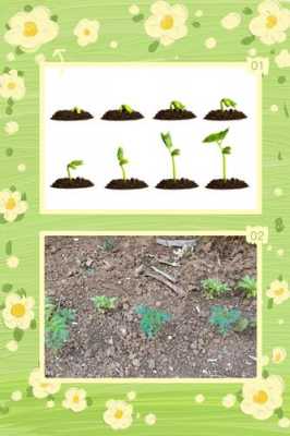 种子成长过程照片（种子成长过程记录图片）-图3