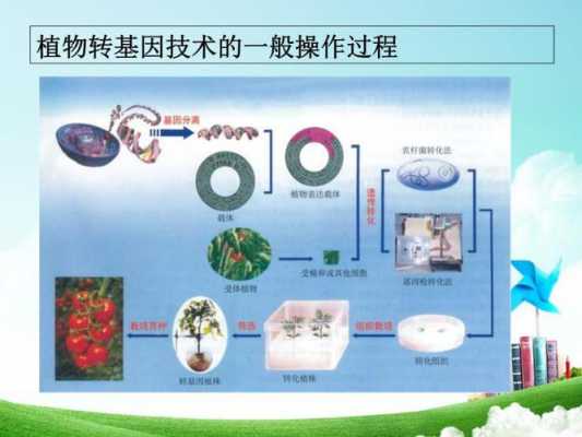 植物转基因技术过程（植物转基因的基本技术路线）-图2