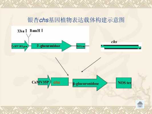 植物转基因技术过程（植物转基因的基本技术路线）-图3