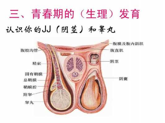 婴儿睾丸发育过程图（婴儿睾丸发育过程图解）-图1