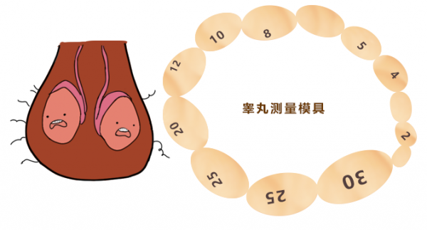 婴儿睾丸发育过程图（婴儿睾丸发育过程图解）-图2