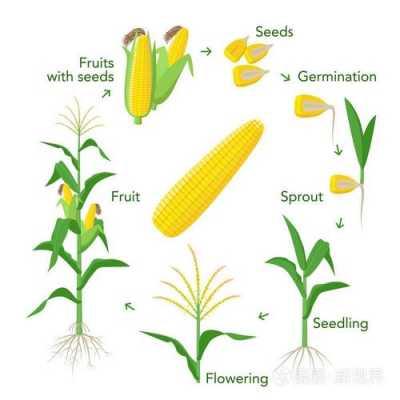 玉米生长的过程绘画（玉米生长过程手绘图）-图2