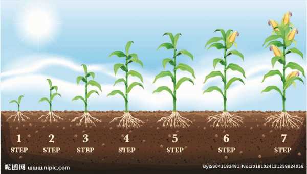 玉米生长的过程绘画（玉米生长过程手绘图）-图1