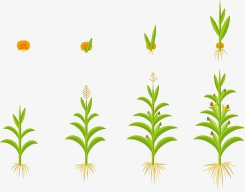 玉米生长的过程绘画（玉米生长过程手绘图）-图3