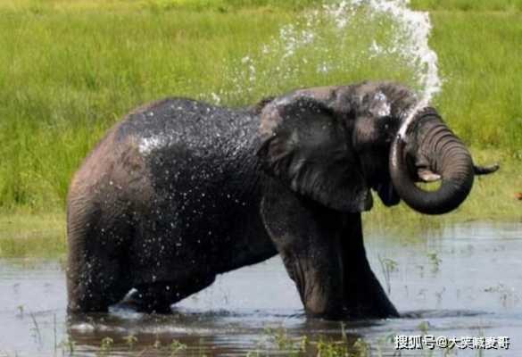 大象喝水的过程（大象喝水的下一句是什么）-图1