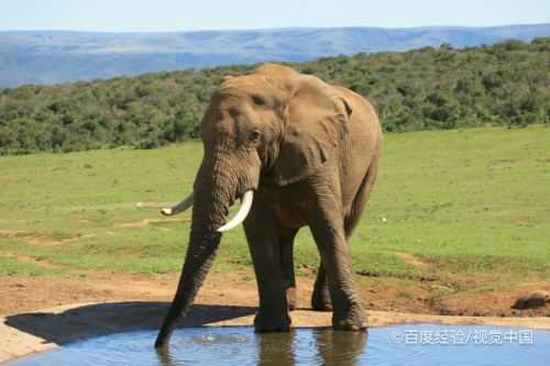 大象喝水的过程（大象喝水的下一句是什么）-图2