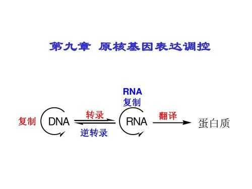 dsdna的转录过程（dna转录过程简述）-图1