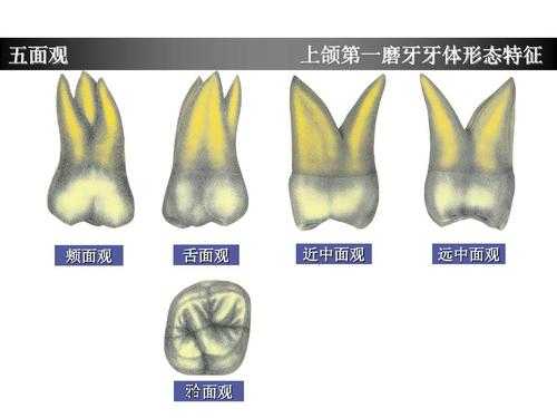 排牙过程（排牙过程中上颌第一磨牙的位置及具体要求）-图2