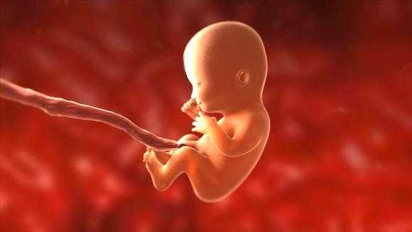 怀孕整个过程胎儿视频（怀孕期的胎儿视频）-图1