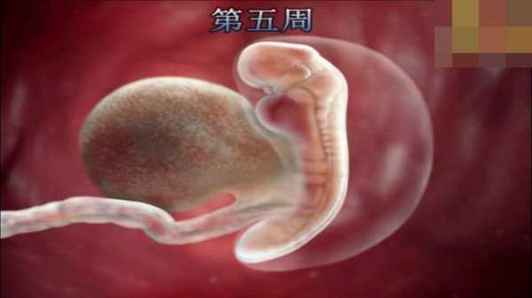 怀孕整个过程胎儿视频（怀孕期的胎儿视频）-图3