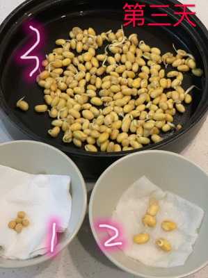 黄豆发芽的图片过程（黄豆发芽的过程及图片）-图1