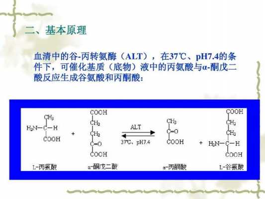 丙氨酸完全氧化过程（丙氨酸完全氧化过程）-图2