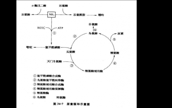 丙氨酸完全氧化过程（丙氨酸完全氧化过程）-图3