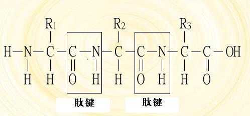 肽键合成过程（肽键的生成）-图2