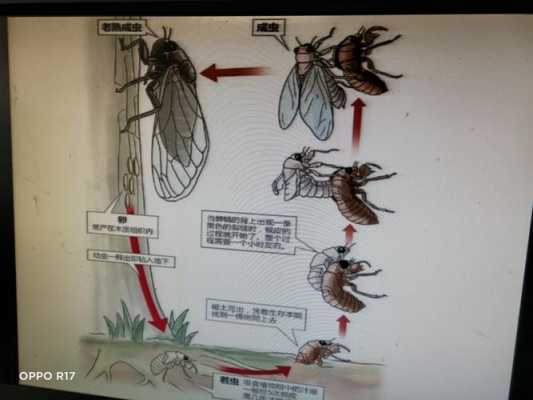 蝉发育的几个过程（蝉发育过程简易过程图）-图1