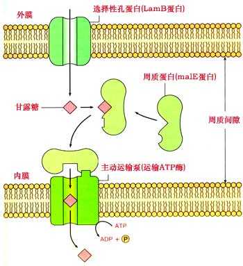 主动运输过程（主动运输过程中需要载体蛋白协助和atp提供能量）-图3