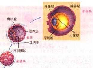 简述人体胚胎发育过程（人体胚胎发育过程中有原肠腔吗）-图3