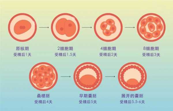 试管囊胚着床过程（试管囊胚着床过程图解）-图2