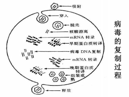 病毒复制的过程为（病毒的复制过程顺序正确的是）-图3
