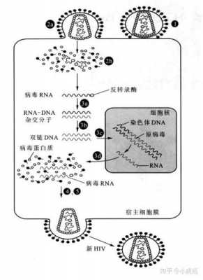 病毒复制的过程为（病毒的复制过程顺序正确的是）-图2