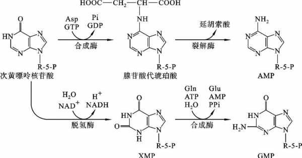 嘌呤嘧啶合成过程（嘌呤嘧啶核苷酸从头合成途径）-图1
