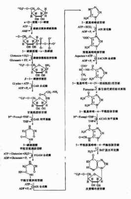 嘌呤嘧啶合成过程（嘌呤嘧啶核苷酸从头合成途径）-图3
