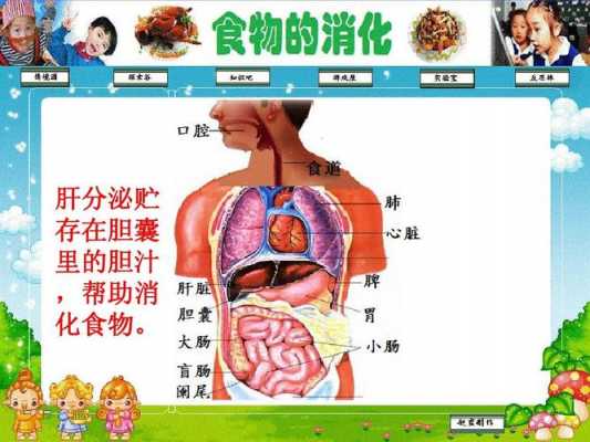 食物消化过程flash（食物消化过程动画视频中文）-图3