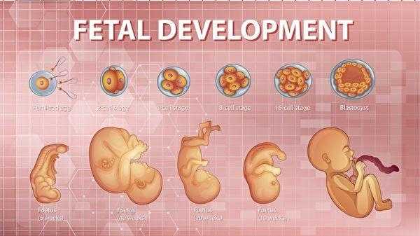 胚胎植入的过程（胚胎植入的过程图片）-图2