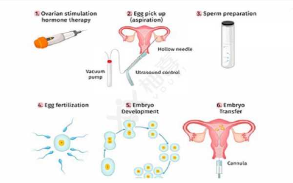 胚胎植入的过程（胚胎植入的过程图片）-图1